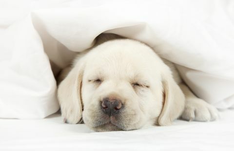 Spanie so psom v miestnosti môže zlepšiť vaše zdravie
