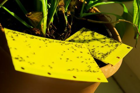 žltá lepkavá pasca v izbovej rastline pt