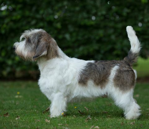 basset griffon vendeen