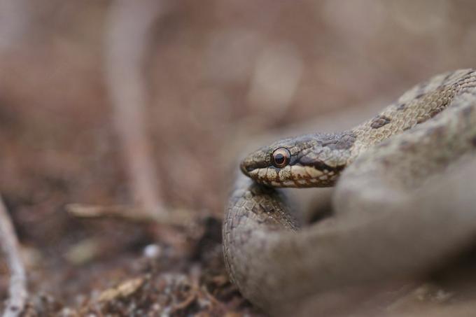 jarné hodinky rspb arne dorset