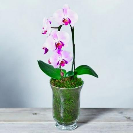 Ružová kaskáda Phalaenopsis Orchid