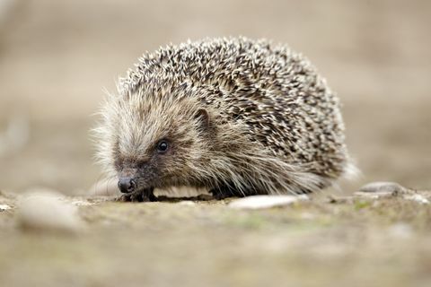 ježko, erinaceus europaeus