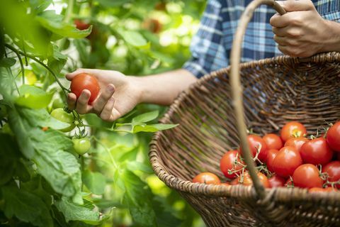 záhradník, ktorý zbiera zrelé karmínové drvené paradajky koncom leta v skleníku organickej zeleninovej záhrady