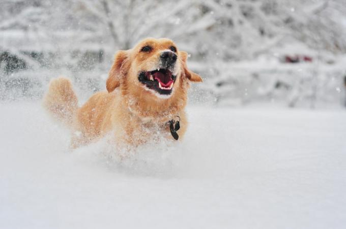 pes zlatý retriever beží po čerstvom snehu
