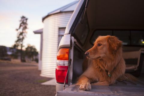 Majitelia psov s 4x4s vyzývajú, aby venovali pozornosť tomuto zdravotnému varovaniu pred veterinármi - varovanie pred zavedením automobilu pre psov