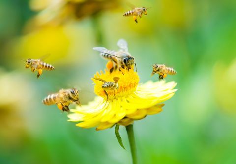 Európska únia zakazuje používanie pesticídov poškodzujúcich včely