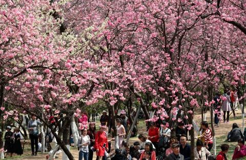 Čerešňové kvety v Kunming v čínskej provincii Yunnan