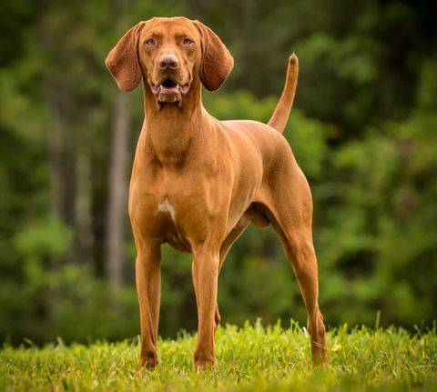 šťastný vizsla stojí na tráve s otvorenými ústami pri pohľade na fotoaparát