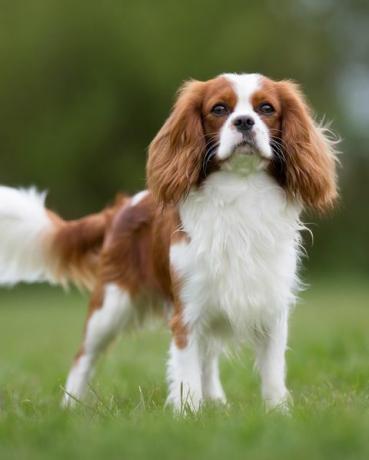 kavalier king charles spaniel