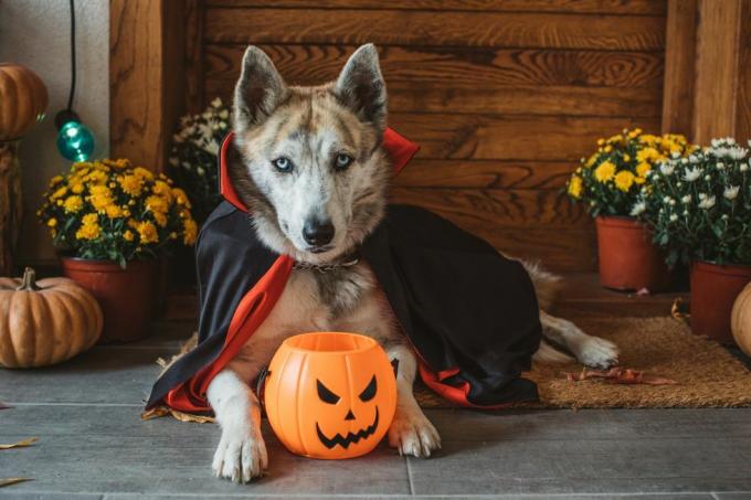 domáci pes na verande oblečený v kostýme upíra na halloween