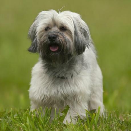 havanese