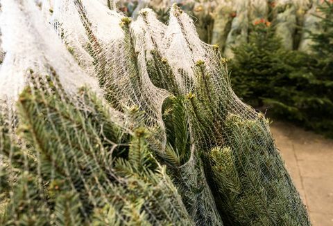 veľa vianočných stromčekov zabalených do plastových sietí narezaných a pripravených na prepravu a predaj