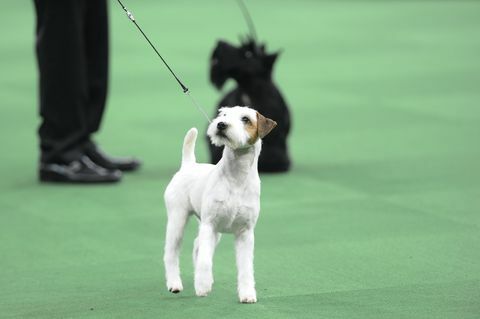 výstava psov westminsterského kennel klubu „140. ročník výstavy psov westminsterského kennel klubu“ na Madison Square záhrada v new yorku v utorok 16. februára 2016 na snímke parson russell teriér foto od brad barketusa siete