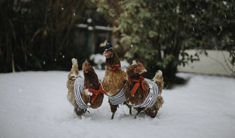 tri skutočné sliepky oblečené vo francúzskych krojoch