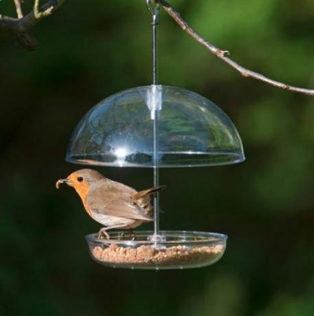 milujem robins feeder rspb