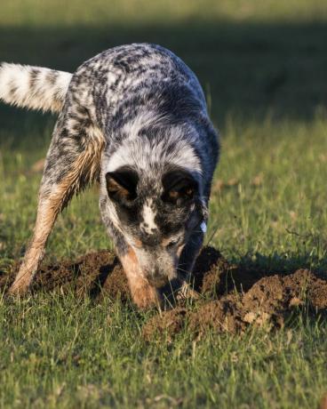 austrálsky honácky pes modrý podpätok kopanie diery v tráve