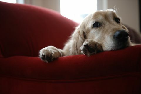Zlatý retriever pes ležiaci na pohovke, close-up