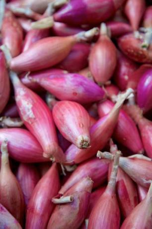 predĺžená červenofialová torpédová cibuľa na farmárskom trhu