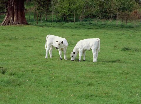 Dinefwr White Park teľatá © National Trust Images Andrew Butler