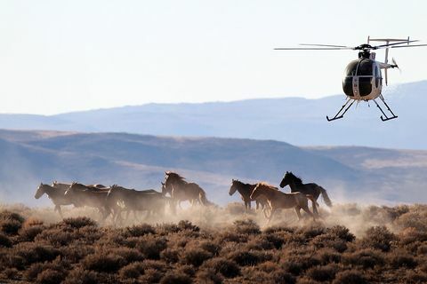 mustangy v Nevade