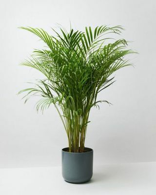 Areca Palm