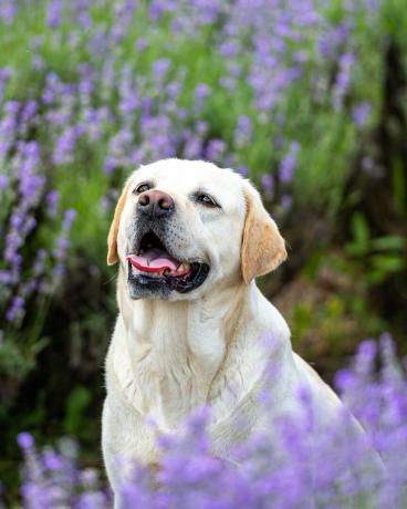 portrét žltého psa labradorského retrievera sediaceho vo fialovom levanduľovom poli