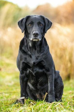 labrador