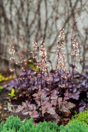 trváca rastlina heuchera micrantha v záhrade fialové listy a kvitnúce drobné kvety