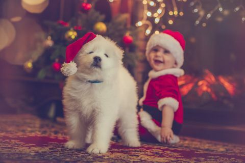 Vianočný pes a dieťa