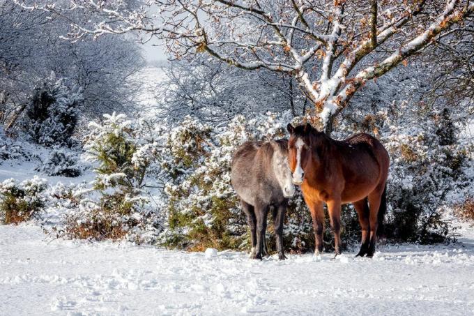 zvieratá v snehu uk