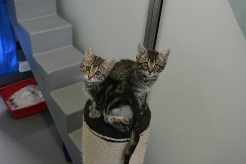 Opustené mačiatka hľadajúce nový domov