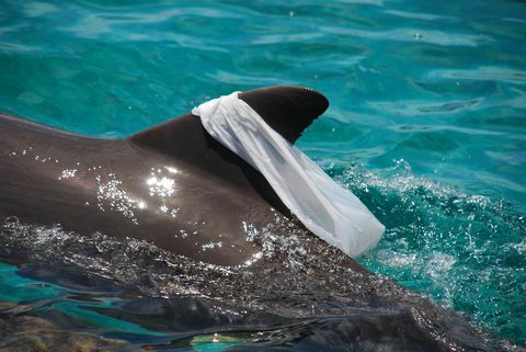 Delfín atlantický Bottlenose - hranie s plastovým vreckom, ktoré pre zábavu potiahnete okolo jeho chrbtovej plutvy