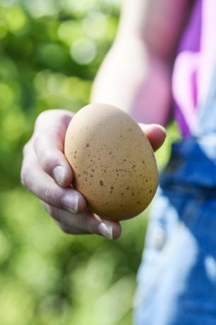 potravinári remeselníci sadová farma organické vajcia