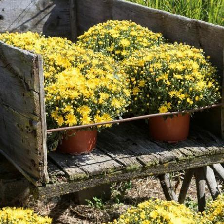 Farebné žlté chryzantémy v starej jeseň košíka