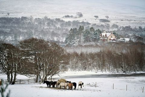 snežný kôň Škótsko