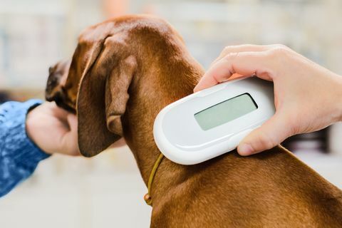 Veterinárna kontrola implantátu čipu na šteňaťa, zariadenie zblízka