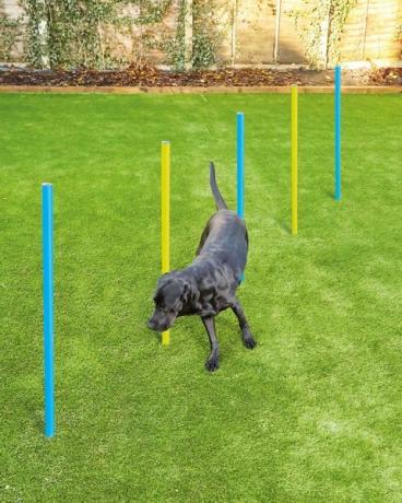 Súprava agility pre psov Aldi