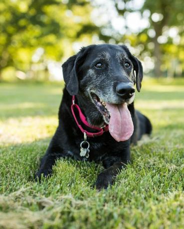 starší pes labradorského retrievera leží v tráve v parku vonku