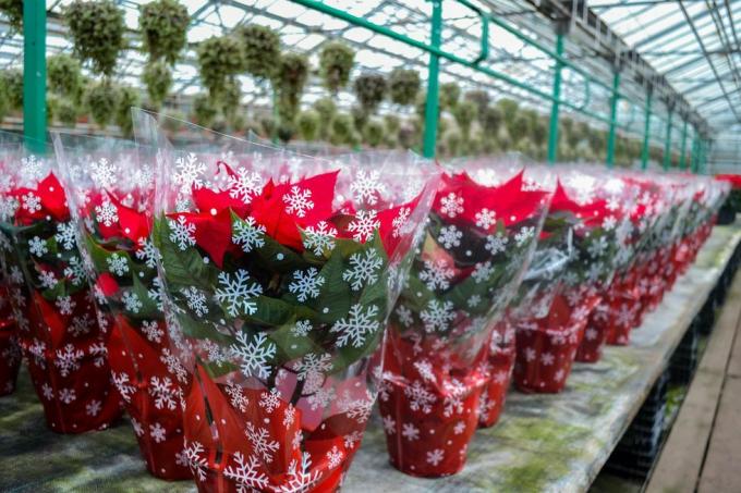 vianočný výpredaj žiarivo červených kvetov poinsettie v slávnostnom balení so snehovými vločkami veľké množstvo kvetov v kvetináčoch je v skleníku príprava na sviatky, darčeky, dekorácie