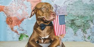 roztomilý, pekný pes a detailný záber na americkú vlajku, v interiéri