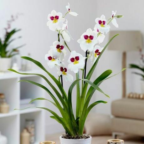 Orchidea Miltoniopsis 'Herr Alexander'pansy