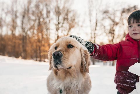 Chlapec stojaci v snehu hladil svojho zlatého retrievera