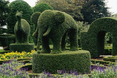 topiary slony