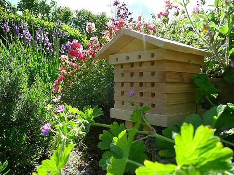 Wildlife World Beehive fotografia