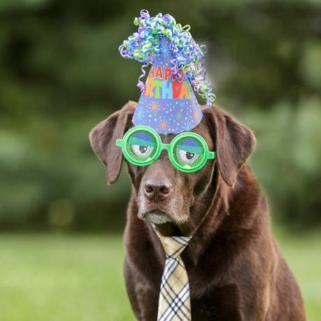 Čokoládový labrador na sebe zelené legrační poháre a narodeninovú čiapku