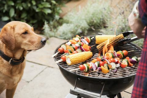 labradorský pes sa zaujíma o jedlo na grile