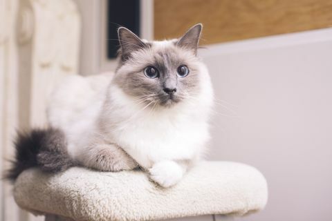 ragdoll cat, ľahu, portrait