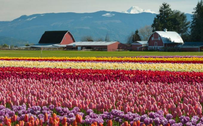 10 najlepších tulipánových festivalov v USA