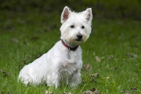 west highland white teriér pes, uk, sediaci v záhrade, roztomilý, ostražitý