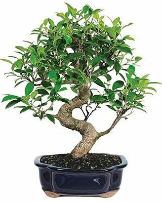 Strom Bonsai Ficus